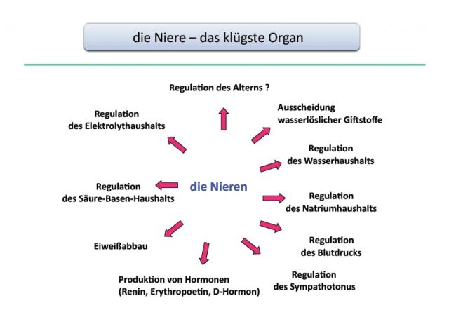 Aufgaben der Nieren im menschlichen Organismus