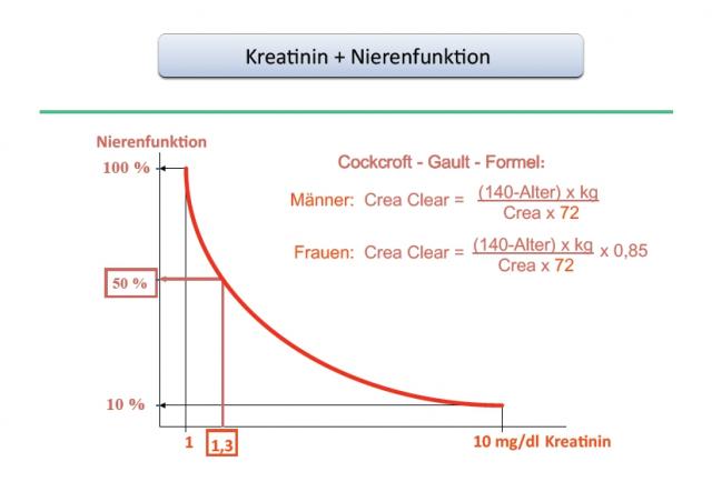 Zusammenhang zwischen Kreatin und Nierenfunktion