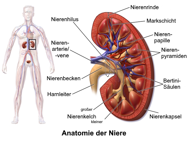Die Niere Anatomie Funktionen Und Mögliche Erkrankungen