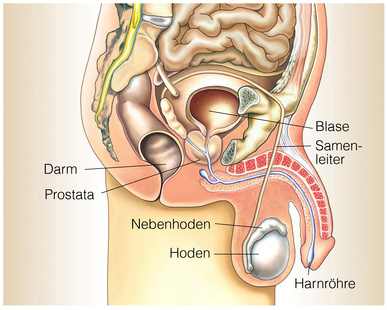 Männliche Anatomie mit Lage der Samenleiter