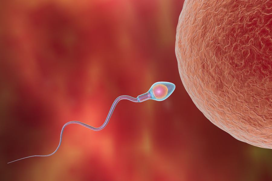 Spermium befruchtet Eizele